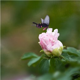 蝶恋花