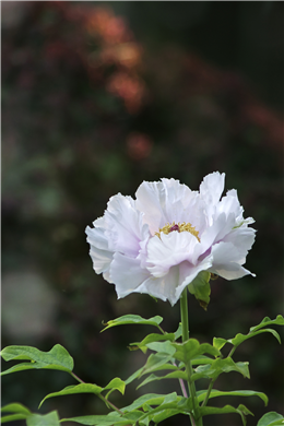 素月笑看牡丹芳