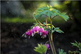 雨润牡丹花更艳