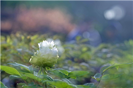 一花竞妍冠众芳